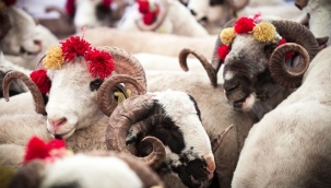 2020 Kurban Bayramı hangi günlere denk geliyor?