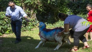 Bakan Pakdemirli'nin hediyesi "kurbanlık" yüz güldürdü 
