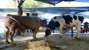 Balıkesir'de birer tondan ağır olan iki tosun 75 bin liraya satıldı 