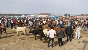 Doğu Anadolu'da vatandaşlarla besiciler arasında sıkı "kurbanlık pazarlığı" yaşanıyor