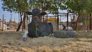 Irak'ta kurban pazarları Kovid-19 ve ekonomik kriz nedeniyle boş kaldı