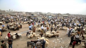 Iraklı besiciler Suriye'den getirilen ithal kurbanlıklardan şikayetçi