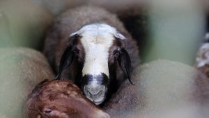  İran'da Kovid-19 nedeniyle kurbanlık satışlarında düşüş yaşanıyor
