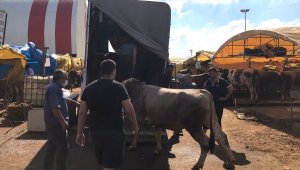 İstanbul'da kurbanlıkların çoğu satıldı