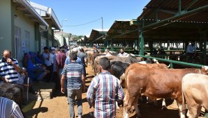 Malatya, Şanlıurfa, Kahramanmaraş, Adıyaman ve Gaziantep'teki hayvan pazarlarında hareketlilik