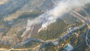 Manisa'da orman yangını çıktı