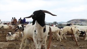 Nijerya'da Kovid-19'a rağmen Kurban Bayramı hazırlıkları tamamlandı