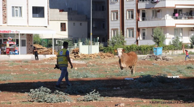 Şanıurfa'da kaçan kurbanlıklar zor anlar yaşattı