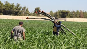Şanlıurfa'da tarım işçileri bayramda tarlanın yolunu tuttu