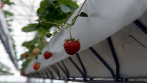 Topraksız serada 110 ton çilek hasat etmeyi bekliyor