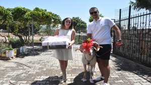 Turizmin gözdesi Bodrum'da "gelin koçu" geleneği yaşatılıyor 