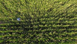 120 dönüm araziye ektiği mısırla belediyeye ek kaynak oluşturacak