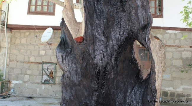650 yaşındaki tarihi çınar ağacı tedavi edildi 