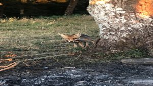 Aç kalan tilki piknikçilerin masasına konuk oldu