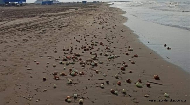 Adana'da dalgalarla geldiği plajı dolduran yüzlerce kilo soğan şaşkınlığı