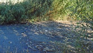 Adıyaman'da toplu balık ölümlerine inceleme başlatıldı
