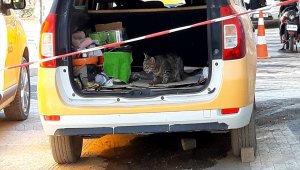 Annesi ölen kedi taksi durağının maskotu oldu