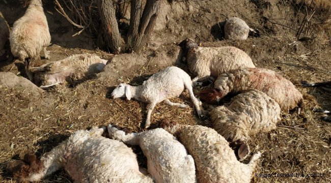 Antalya'da yıldırım düşmesi sonucu 39 koyun telef oldu