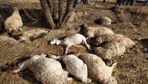 Antalya'da yıldırım düşmesi sonucu 39 koyun telef oldu