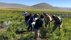 Ardahan'da bataklığa saplanan 10 büyükbaş hayvan jandarma ekiplerince kurtardı
