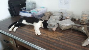 Arkeoloğun topraktan çıkarıp hayata döndürdüğü kedi kazı alanının maskotu oldu