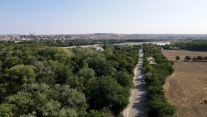 Asırlık ağaçların gölgesindeki "antik yolun" tescili turizmde hareketlilik beklentisi doğurdu