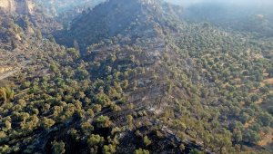 Aydın'da zeytin ve incir ağaçlarının bulunduğu alanda çıkan yangın kontrol altına alındı