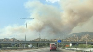 Aydın'da zeytinlik ve incirlik alanda yangın çıktı
