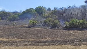 Balıkesir'de çıkan orman yangınında yaklaşık 2 hektar alan zarar gördü
