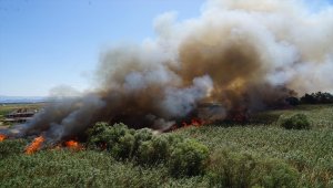 Balıkesir'de sazlık alanda yangın çıktı