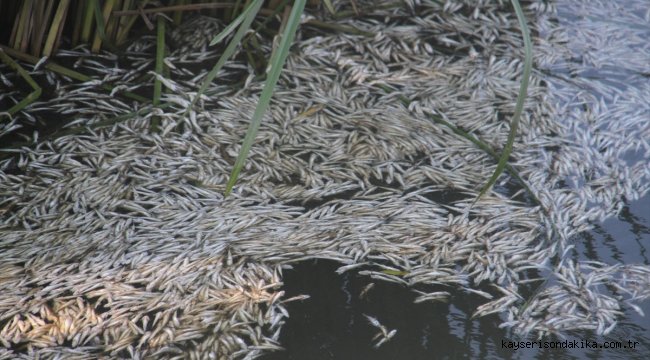 Beyşehir Gölü'ne dökülen çaydaki balıkların toplu ölüm nedeni oksijen yetersizliği