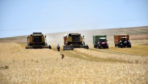 Biçerdöver operatörleri ekmek parası için Muş Ovası'nda ter döküyor