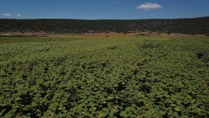 Bilecikli çiftçiler 25 gündür "domuz nöbetinde" 