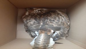 Bolu'da otobüsün çarptığı yaralı kartal tedavi ediliyor