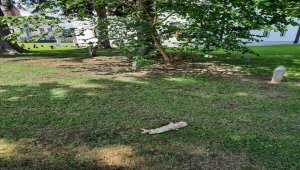 Bosna Hersek'teki bir cami avlusuna domuz leşi bırakıldı