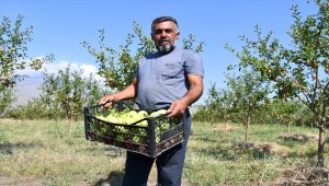 Çorak araziyi bahçeye dönüştüren esnaf tonlarca meyve yetiştiriyor