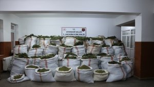 Diyarbakır'da 4 milyon 623 bin 280 kök kenevir ve 800 kilogram esrar bulundu