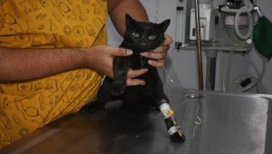 Edirne'nin İpsala ilçesinde kedilerin zehirlendiği iddiası