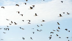 Erken göçe başlayan binlerce leylek mola verdikleri Uşak'ta görüntülendi