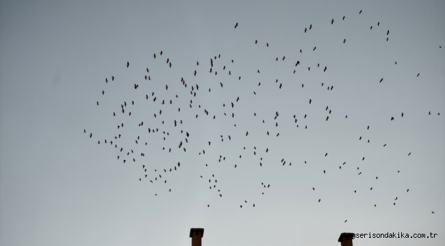 Eskişehir'de binlerce leyleğin göçü görsel şölen oluşturdu 