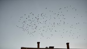 Eskişehir'de binlerce leyleğin göçü görsel şölen oluşturdu