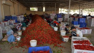 Gaziantep'te mevsimlik işçiler ekmeklerini "acı"dan çıkarıyor