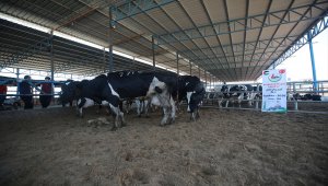 "Gazze'ye Hayat Ol" Platformundan 1750 aileye kurban eti
