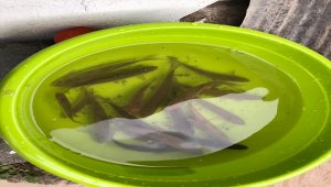 Giresun'da sağanak nedeniyle dere taştı