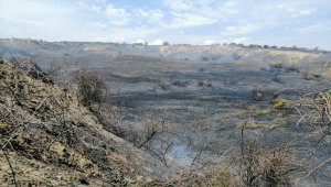 GÜNCELLEME - Tekirdağ'da zeytinlikte çıkan yangın kontrol altına alındı
