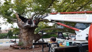 Hatay'da 400 yıllık çınar ağacına bakım 