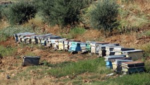 Hatay'da arı kovanı yüklü kamyonet ineğe çarptı: 2 yaralı