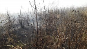 Hatay'da çıkan yangında 35 dönümlük meyve bahçesi zarar gördü
