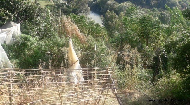 Hatay'da evin bahçesine ekili Hint keneviri ele geçirildi: 1 gözaltı