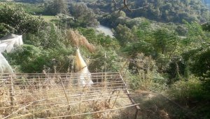 Hatay'da evin bahçesine ekili Hint keneviri ele geçirildi: 1 gözaltı